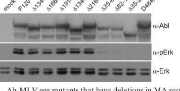 TABLE 4. Ab-MLV gag mutants with deletions in MA aredefective for pre-B-cell transformationa