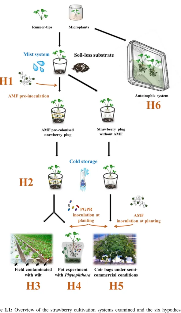 Figure  1.1:  Overview  of  the  strawberry  cultivation  systems  examined  and  the  six  hypotheses