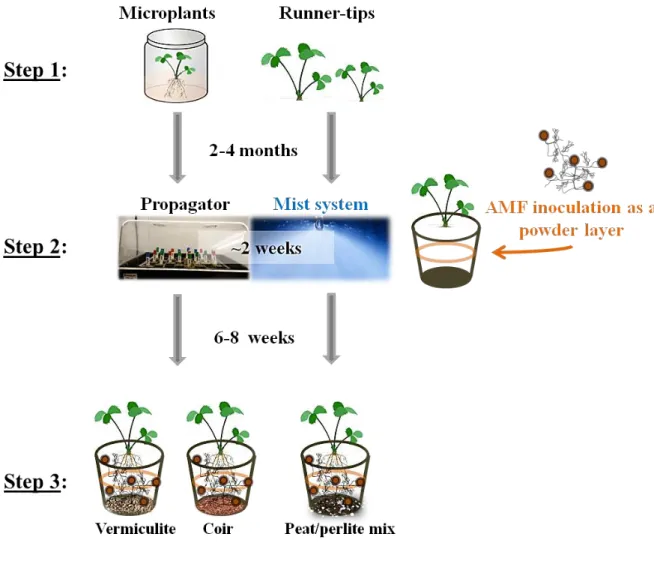 Figure 3.1: Schematic representation of the experimental setup to study the effect of arbuscular  mycorrhiza  fungi  (AMF)  pre-inoculation  of  strawberry  transplants  during  weaning  and  propagation