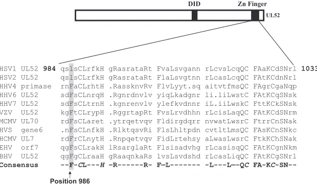FIG. 1. Sequence alignment of the herpesvirus primase zinc ﬁnger region homologues. The sequence alignment was performed using PILEUP,a component of the GCG program (Wisconsin package version 9.1; Genetics Computer Group, Madison, WI)