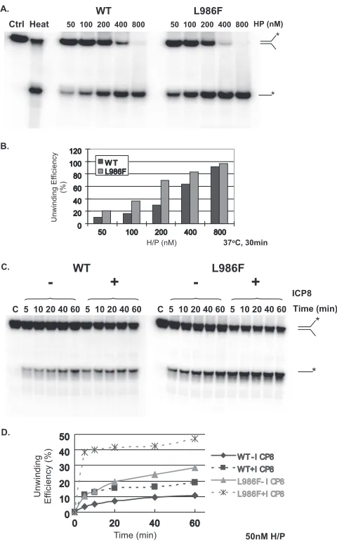 FIG. 5. L986F displayed a robust helicase activity. (A) The abilityto unwind a forked substrate was examined in a 30-min reaction using