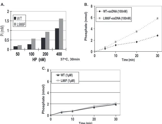 FIG. 7. L986F displays elevated DNA binding activity. ssDNAbinding afﬁnity was examined by gel mobility shift assay at room tem-