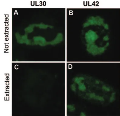 FIG. 9. The viral polymerase UL30 was detergent-extracted fromHSV-1-infected cells. Vero cells were either mock infected or infected
