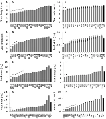 Figure 2. The least square means  ± standard error for growth traits measured in tissue culture after 5 weeks growth of 20 lines from the SHR+ over-expression construct and WT (black bar)