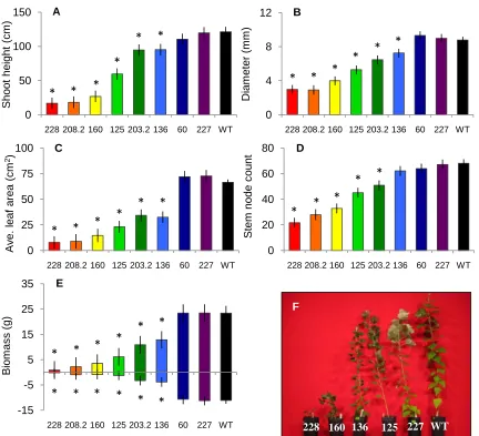 Figure 3. The least square means  standard error of each SHR+ line and the WT (black bar) picture of the various levels of stunted growth in SHR+ lines compared to the WT on the right