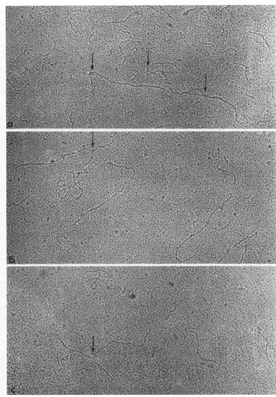FIG. 6.variationrarely Replicative intermediate spread in the presence of urea. The arrows point out whole molecules with in the branch point and in the length of the branch