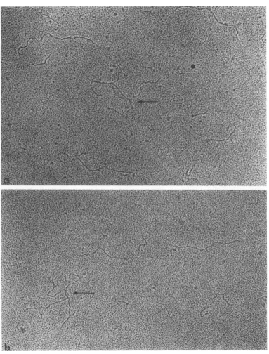 FIG. 7.variation Replicative intermediate spread in the presence of urea. Whole molecules with two branches (arrows); in the branch point and in the length ofthe branch