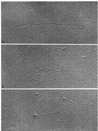 FIG. 8.molecules(b, c) Replicative intermediate spread in the absence of urea; w,idirectional shadowing with PtC; (a, b) whole with single branches; (c) long coiled branch attached to one end of a whole molecule