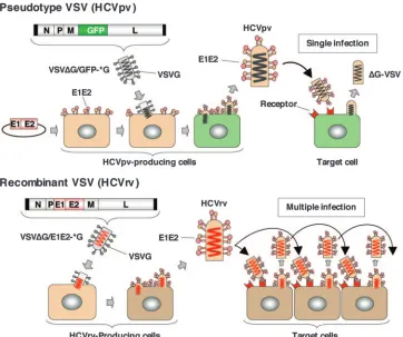 FIG. 1. Schematic representation of the production of HCVpv and HCVrv. Pseudotype VSV (HCVpv): producer cells (Huh7 or 293T) weretransfected with an expression plasmid encoding the HCV E1 and E2 genes and then infected with a VSVG-complemented pseudotype virus