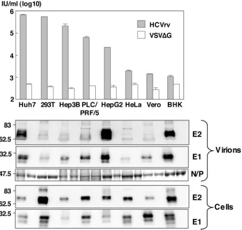 FIG. 2. Production and characterization of HCVrv. (Top) The in-fectivity of HCVrv of the H77 strain produced in the indicated cell