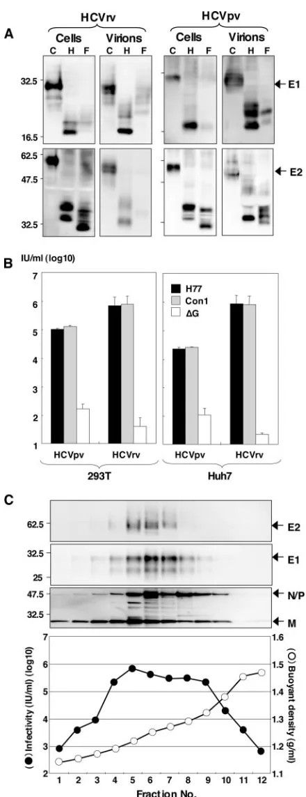 FIG. 3. Characterization of HCVrv and HCVpv. (A) The E1 andE2 proteins of the H77 strain expressed in 293T cells and incorporated