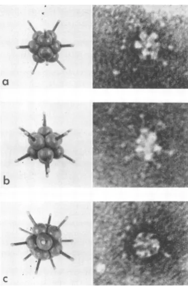 TABLE 1. Effect of four consecutive erythrocyteabsorptions on different biological