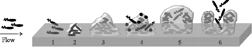 Figure II.2.1.2. A model of A model of P. aeruginosa biofilm development in stages: (1) reversible biofilm development in stages: (1) reversible 