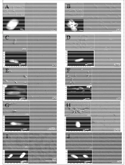 Figure II.2.2.3. SEM images of representative (SEM images of representative (A, B) C. marina, (C, DC, D) S