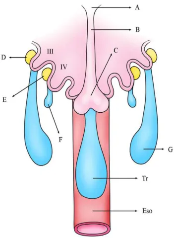 FIG 1. Early development of  thyroid gland.The epithelium lined 