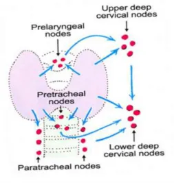 Fig -2: Thyroid gland is highly vascular . It is supplied by superior and inferior thyroid arteries .It is drained via superior ,middle and 