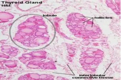 FIG.7.Lobule of thyroid 