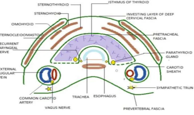 FIG 10, Transverse sonogram  made with 7.5-MHz linear array transducer Tr, tracheal air shadow; C, common carotid artery; J, 
