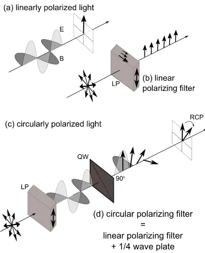 FIG. 3. (a) Linearly polarized light has its electric (E) and magnetic (B) ﬁeldsoscillating in-phase and mutually perpendicular to the direction of propaga-perpendicular to the direction of propagation