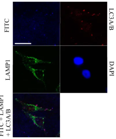 Figure 4. Reduction of hMTIIa gene expression in the presenceof siRNA, ssRNA and ssDNA.(normalized todefined as 100% and all other fold inductions were expressed relative tothis