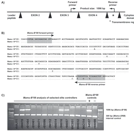 FIG. 1. Design of PCR-sequence speciﬁc primers (PCR-SSP) to amplify the MHC class I allele Mamu-B*08were designed to amplify a 1,096-bp product that contains part of exon 3 (77 bp), intron 3 (573 bp), exon 4 (276 bp), intron 4 (106), and 64 bpof the transm
