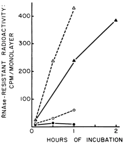 TABLE 2. Complementation as measured by hemad-sorption and 3H-uridinie incorporationa