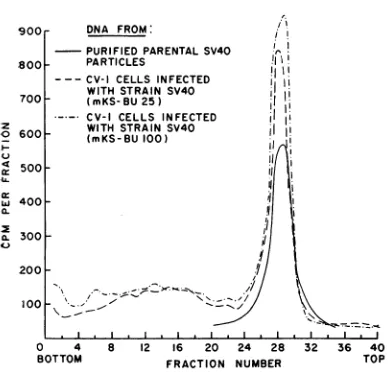 FIG. 3. 3H-dT-labeled Sedimentation velocity (band centrifugation) DNA from CV-1 cells infected with