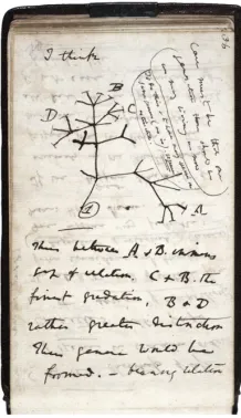 Figure 1.1 A page from Darwin's notebook (Darwin 1837) 