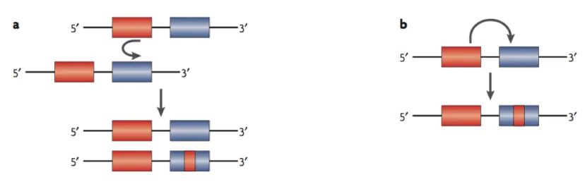 Figure 1.3 Interlocus gene conversion between and within chromosomes as in Chen et al