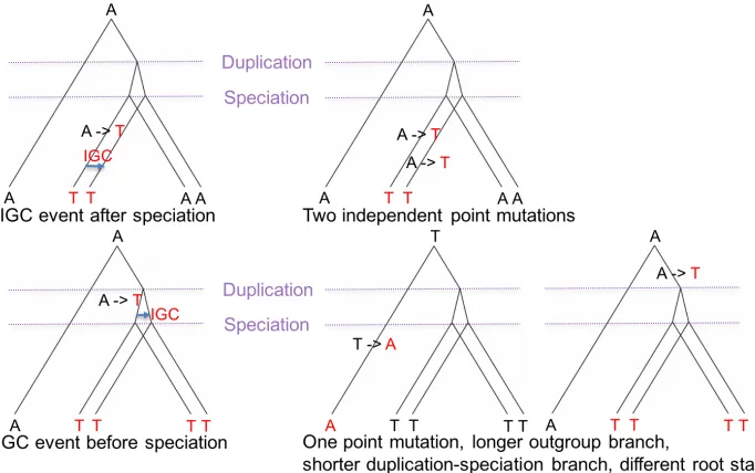 Figure 1.4 Consequence of ignoring IGC. Left: what actually occurred. Right: what is inferred when IGC is ignored