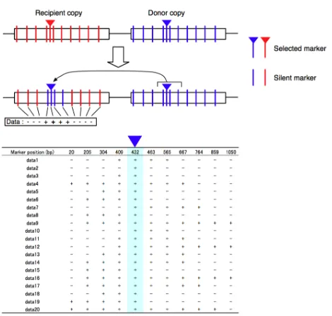 Figure 1.6 Illustration of a typical experiment to screen for gene conversion as in Mansai et al