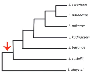 Figure 2.1 The tree topology used for evolutionary analyses. The arrow indicates the branch on which the genome-wide duplication occurred
