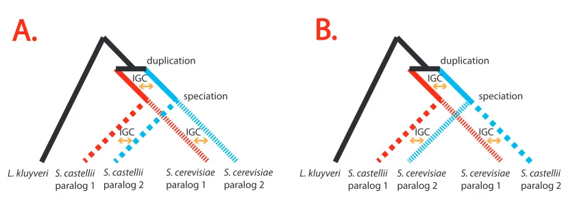 Figure 2.2 A paralog-swapping experiment addressing whether improvement to model fit can be attributed to IGC or to artifacts