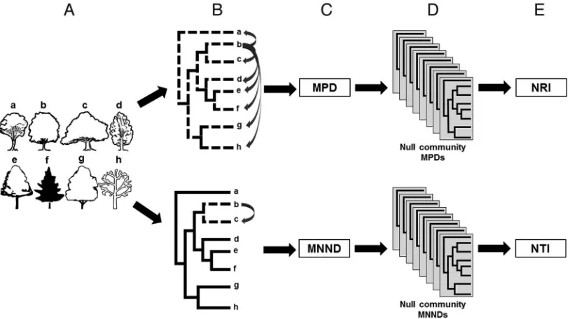 Figure 2.This article presents two standardized measures of community phylogenetic relatedness: net relatedness index (NRI), whichquantiﬁes total (whole tree) within-community relatedness; and nearest taxon index (NTI), which quantiﬁes nearest-relative (br