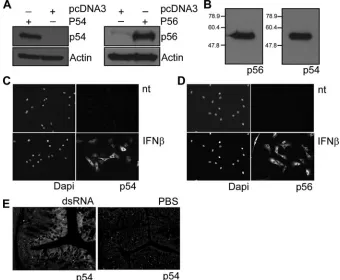 FIG. 1. Characterization of anti-murine p56 and p54 polyclonal antibodies. (A) Antibodies raised against murine p54 and p56 proteins weretested in an immunoblot assay using extracts from HT1080 cells transfected with expression vector encoding mouse p54 or mouse p56 or with vector