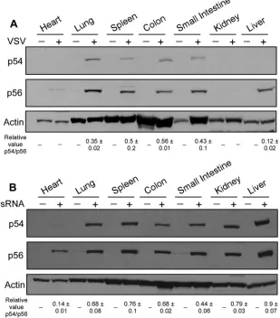 FIG. 2. Proﬁles of p54 and p56 protein expression following VSV and dsRNA injection. Mice were injected with PBS or VSV (A) or dsRNA(B), and after 8 h multiple organs were removed and protein extracts subjected to Western blotting with murine p56 and p54 polyclonal antibodies.
