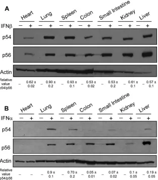 FIG. 4. Proﬁles of p54 and p56 protein expression following IFN-�(B), and after 8 h multiple organs were removed and protein was extracted