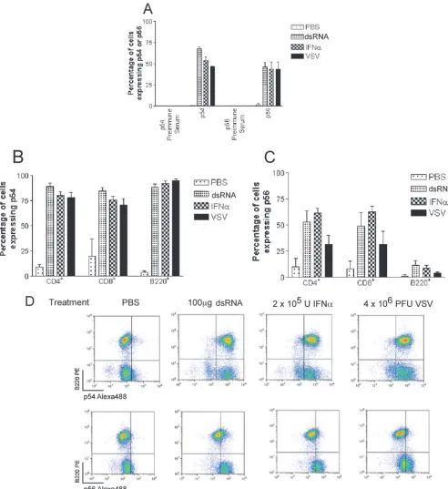 FIG. 5. Patterns of p54 and p56 protein expression in bone marrow and splenocytes upon injection of dsRNA, IFN-�in the spleen