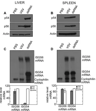 FIG. 6. Differential expression of p54 and p56 proteins upon VSV and dsRNA injection. Livers and spleens were isolated 8 h after injectionof dsRNA or VSV