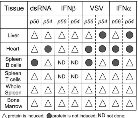 FIG. 7. Summary of differential induction of p54 and p56 pro-teins.