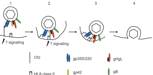 TABLE 1. EBV envelope glycoproteins with roles in entry into B cells or epithelial cells