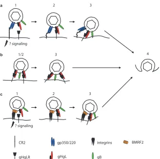 FIG. 2. Putative models of the steps involved in entry of virus into epithelial cells after attachment via different cell proteins