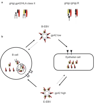 FIG. 3. Glycoprotein gp42 as a switch of cell tropism. (a) B-cell infection requires an interaction between gHgLgp42 and HLA class II, whereasepithelial cell infection requires an interaction between gHgL and gHgLR
