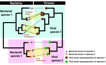 Figure 1.2 Schematic depiction of bacterial and viral species and strains. The relation strain is critical in order for both strains to evolve away from this state into a state of mutual between bacterial and viral species and strains according to a postul