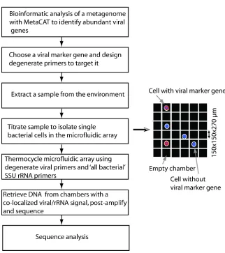 Figure 1.5 Workflow using the microfluidic digital PCR array for host-virus co-localizationin a novel environmental sample 
