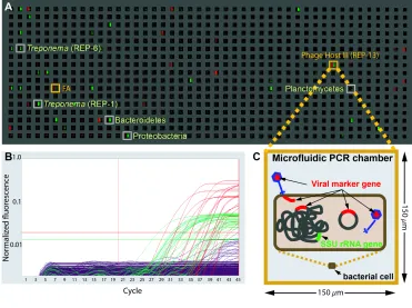 Figure 1.7. End-point fluorescence measured in a panel of a microfluidic digital PCR array.A.associations between a bacterial cell and the viral marker gene resulting in co-localization include for example: an attached or assembling virion, injected DNA, a