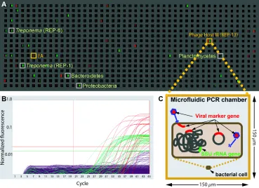 Figure 2.1. End-point fluorescence measured in a panel of a microfluidic digital PCR array.localization include for example: an attached or assembling virion, injected DNA, an  A