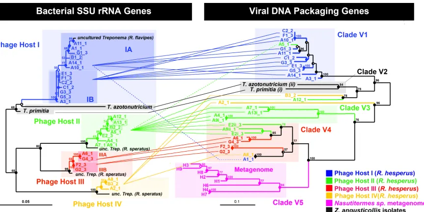 Figure 2.2. Phylogenetic relationship between cultured and uncultured bacterial host rRNA genes and their associated viral DNA packaging genes.Roman numerals indicate multiple terminases per chromosome