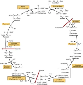 Figure 4. Citric Acid Cycle (Bender and Mayes, 2015) 