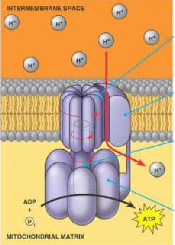 Figure 6. ATP Synthase (Bender and Mayes, 2015) 